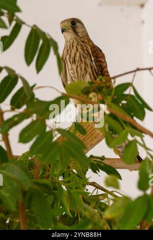 Stationärer gewöhnlicher Falke (Falco tinnunculus), عوسق, bevor er wieder in die Natur zurückkehrte, auch bekannt als Europäischer Falke, Eurasischer Falke oder Alte Welt Stockfoto