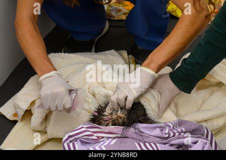 Tierärzte behandeln ein verwundetes indisches Haubenschwein (Hystrix indica), fotografiert im israelischen Wildlife Hospital, Ramat Gan, Israel Stockfoto