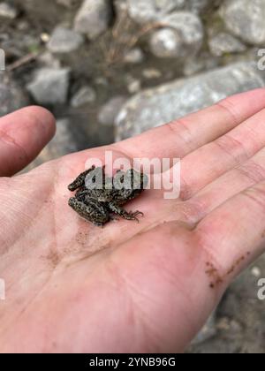 Küstenschwanzfrosch (Ascaphus truei) Stockfoto