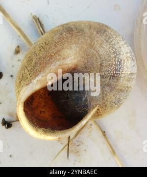 Spanische Schnecke (Otala punctata) Stockfoto