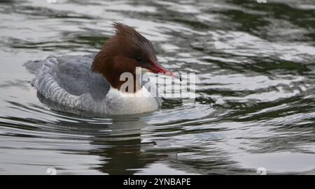 Weibliche Goosander (Mergus merganser), die am 21. Januar 2017 bei Corporation Park, Blackburn, Lancashire, Großbritannien, aufgenommen wurde. Stockfoto