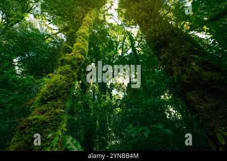 Blick von unten auf einen Baum mit Moos und Farnen, der entlang seines Stammes wächst, Sonnenlicht, das durch üppig grüne Baldachin filtert. Ruhe und reiche Artenvielfalt Stockfoto