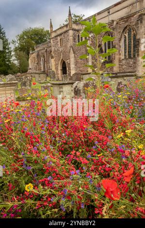 Großbritannien, England, Gloucestershire, Vale of Berkeley, Berkeley, Marienkirchhof, wilde Blumen um Grabsteine Stockfoto