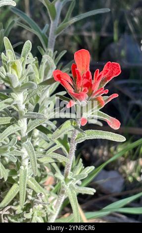 Indischer Wollpinsel (Castilleja foliolosa) Stockfoto