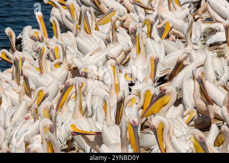 Eine große Herde des Großen Weißen Pelikans (Pelecanus onocrotalus), auch bekannt als der östliche Weiße Pelikan dieser Vogel lebt in großen Kolonien in Afrika und Stockfoto