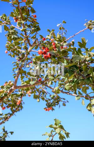 Crataegus monogyna, auch bekannt als gewöhnlicher Weißdorn, einsamtiger Weißdorn oder einsamtiger Weißdorn, ist eine Art blühender Pflanze aus der Rosenfamilie Rosacea Stockfoto