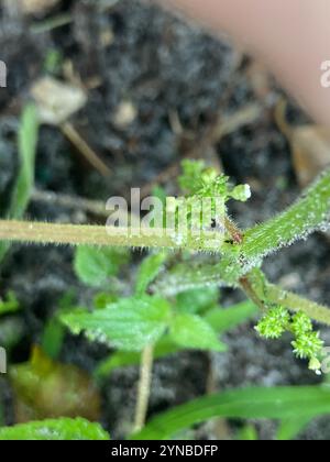 Westindische Holznessel (Laportea aestuans) Stockfoto