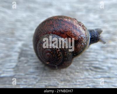 Nicklin's Schulterband Schnecke (Helminthoglypta nickliniana) Stockfoto