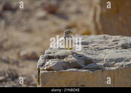 Die Wüstenlarke (Ammomanes deserti) fotografiert im Süden der Judäischen Wüste, Israel im Oktober brütet die Wüstenlarke (Ammomanes deserti) in de Stockfoto