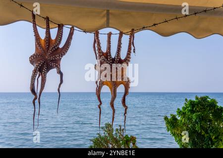 Krake, die in einem Restaurant am Strand von Skala Eresou, der Insel Lesbos, Griechenland, aufgehängt wurde Lesbos oder Lesbos ist eine griechische Insel in der nordöstlichen Ägäis Stockfoto