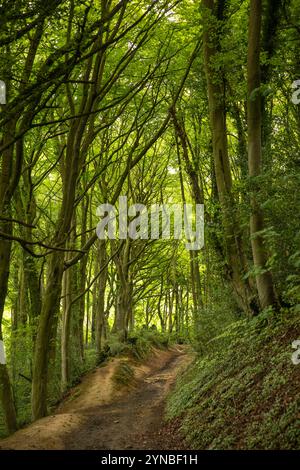 Großbritannien, England, Gloucestershire, Vale of Berkeley, North Nibley, Pfad hinauf durch Nibley Knoll Buchenwälder Stockfoto