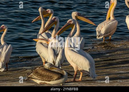 Eine große Herde des Großen Weißen Pelikans (Pelecanus onocrotalus), auch bekannt als der östliche Weiße Pelikan dieser Vogel lebt in großen Kolonien in Afrika und Stockfoto