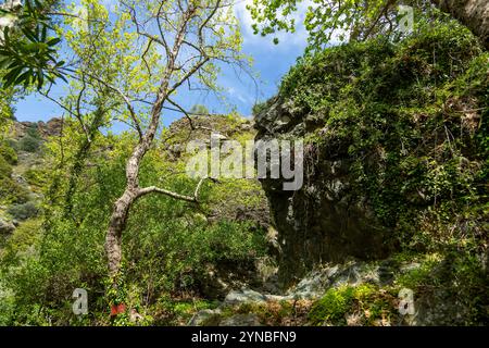 Richtis Gorge, staatlich geschützter Park, Kreta, Griechenland Stockfoto