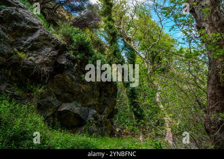 Richtis Gorge, staatlich geschützter Park, Kreta, Griechenland Stockfoto