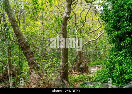 Richtis Gorge, staatlich geschützter Park, Kreta, Griechenland Stockfoto