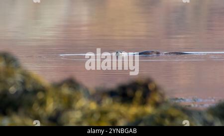 Europäischer oder eurasischer Otter (Lutra lutra) Schwimmen, Isle of Mull, Schottland Stockfoto