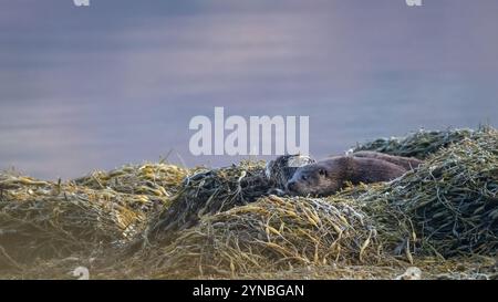 Junger Otter (Lutra lutra), der in der Alge auf der Isle of Mull, Schottland, ruht Stockfoto