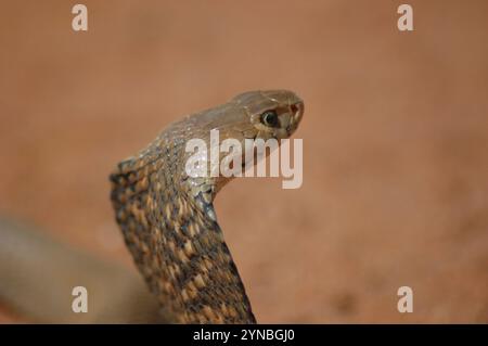 Mozambique-Speikobra (Naja Mossambica) Stockfoto