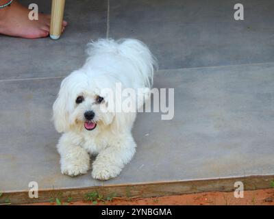 weiße Malteser Hund Stockfoto