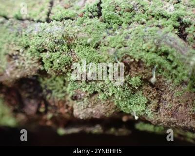 Schwefelstoppelflechte (Chaenotheca furfurfuracea) Stockfoto