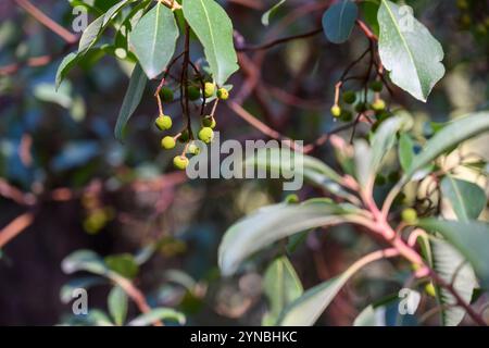 Arbutus unedo, auch bekannt als Erdbeerbaum, ist ein immergrüner Sträucher oder kleiner Baum aus der Familie der Ericaceae, der im Mittelmeerbecken und W beheimatet ist Stockfoto