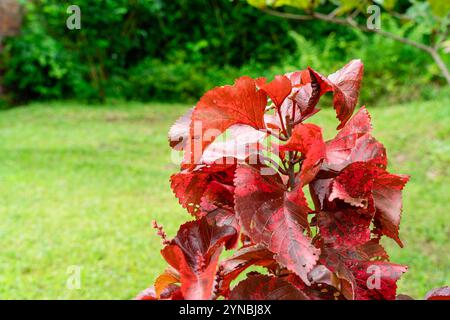 Acalypha wilkesiana, gebräuchliche Namen Kupferblatt und Jakobsfell. Die Blätter sind kupfergrün mit roten Spritzern, was ihnen ein fleckiges Aussehen verleiht. Wählen Sie Aus Stockfoto