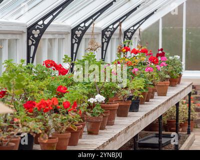 Pelargonien überwintern im Gewächshaus. UK Stockfoto