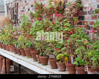 Pelargonien überwintern im Gewächshaus. UK Stockfoto