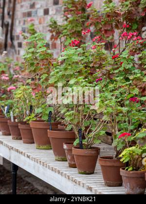 Pelargonien überwintern im Gewächshaus. UK Stockfoto