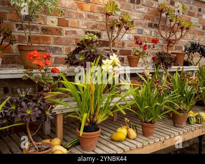 Orchideen, Pelargonien und Aeonien überwintern in einem Gewächshaus neben geernteten Kürbissen. Stockfoto