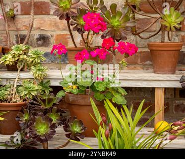 Töpfe mit Pelargonien und Aeonien überwintern in einem Gewächshaus. UK Stockfoto