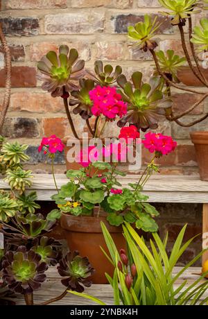 Töpfe mit Pelargonien und Aeonien überwintern in einem Gewächshaus. UK Stockfoto