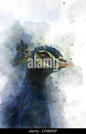 Digitales Bild eines Porträts eines männlichen Pfauenkopfes. Der Pfau ist der männliche Blaupfauz (Pavo cristatus). Nur das Männchen hat die Schimmelpilze Stockfoto