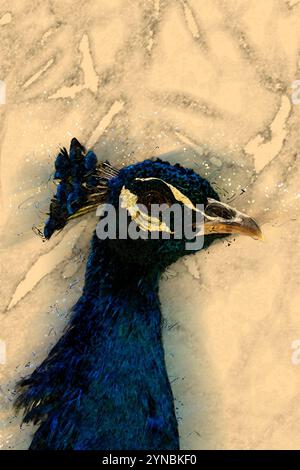 Digitales Bild eines Porträts eines männlichen Pfauenkopfes. Der Pfau ist der männliche Blaupfauz (Pavo cristatus). Nur das Männchen hat die Schimmelpilze Stockfoto