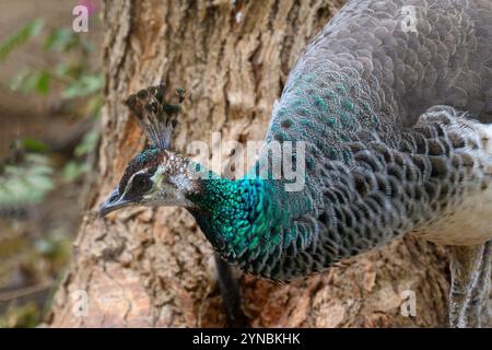 Porträt eines Pfauenkopfes. Der Pfau ist der männliche Blaupfauz (Pavo cristatus). Nur das Männchen hat das schillernde blaue Wappen und einen auffälligen Zug von fe Stockfoto