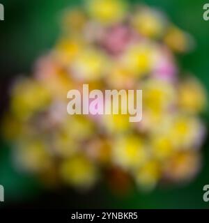 Soft Focus Rosa und Gelb lantana Blumenkopf fotografiert in Israel im November Stockfoto