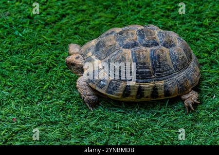 Griechische Schildkröte (Testudo graeca), auf dem Rasen auch bekannt als Spornschildkröte oder Maurische Schildkröte Stockfoto