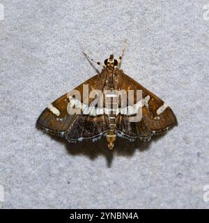 Spoladea recurvalis, die Rüben-Webwurmmotte oder hawaiianische Rüben-Webwurmmotte, ist eine Art von Motten der Familie Crambidae. Es ist weltweit zu finden, aber mai Stockfoto