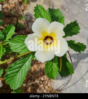 Kubanische Butterblume (Turnera subulata) Stockfoto