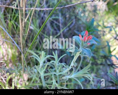 Indischer Wollpinsel (Castilleja foliolosa) Stockfoto