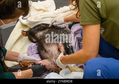 Tierärzte behandeln ein verwundetes indisches Haubenschwein (Hystrix indica), fotografiert im israelischen Wildlife Hospital, Ramat Gan, Israel Stockfoto