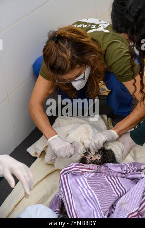 Tierärzte behandeln ein verwundetes indisches Haubenschwein (Hystrix indica), fotografiert im israelischen Wildlife Hospital, Ramat Gan, Israel Stockfoto