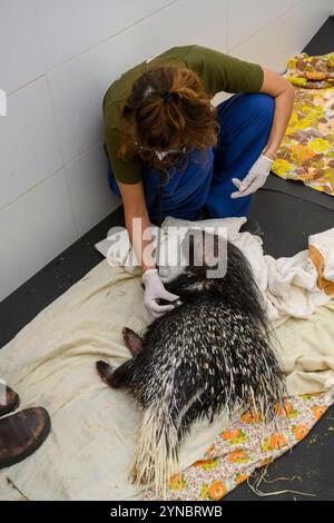 Tierärzte behandeln ein verwundetes indisches Haubenschwein (Hystrix indica), fotografiert im israelischen Wildlife Hospital, Ramat Gan, Israel Stockfoto