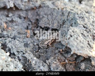 Gemeiner Ostfrosch (Crinia signifera) Stockfoto