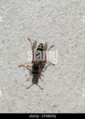 Asiatische Papierwaschanlage (Polistes chinensis) Stockfoto