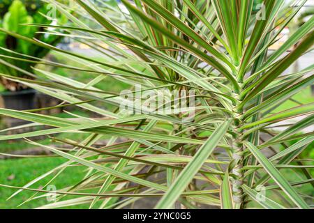 Dracaena marginata (Madagaskar Dragon Tree oder Red Edged Dracaena) ist eine blühende Pflanze aus der Familie der Ruscaceae, die im Madagaskar-Wachstum im gar beheimatet ist Stockfoto