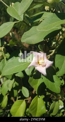 Norfolk Island Hibiskus (Lagunaria patersonia) Stockfoto