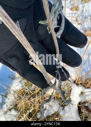 Graukopf-Coneflower (Ratibida pinnata) Stockfoto