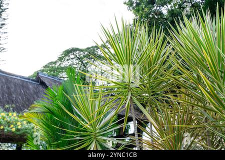 Dracaena marginata (Madagaskar Dragon Tree oder Red Edged Dracaena) ist eine blühende Pflanze aus der Familie der Ruscaceae, die im Madagaskar-Wachstum im gar beheimatet ist Stockfoto