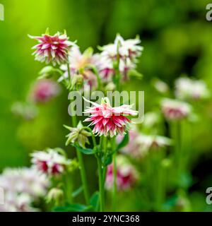 Altmodische Kolombine im Garten. Stockfoto